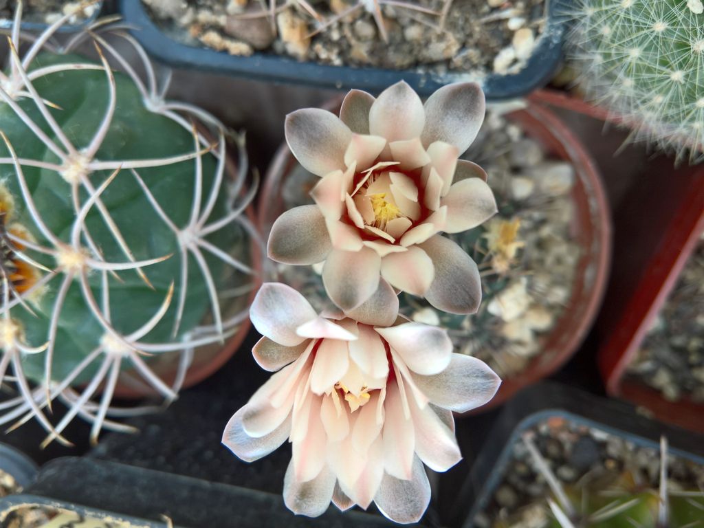 Gymnocalycium erinaceum